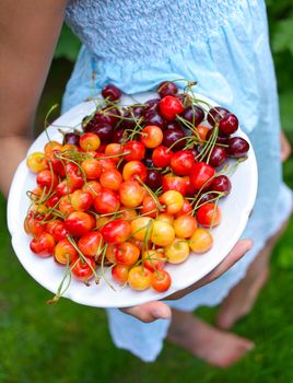 Young girl hand holding organic natural healthy food produce cherries in garden