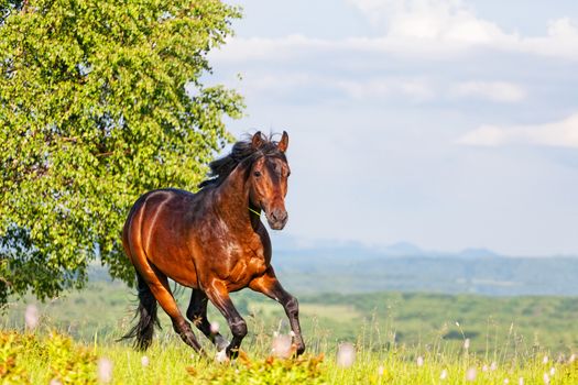 Bay horse skips on a meadow against mountains