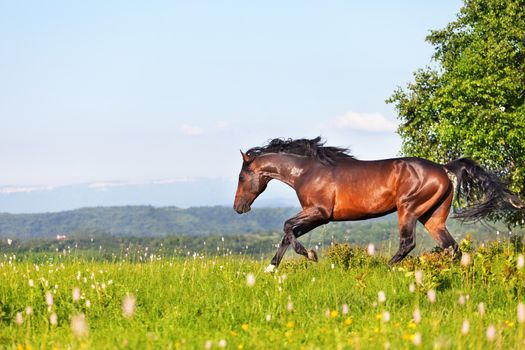 Arab racer runs on a green summer meadow