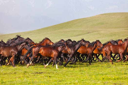 Herd of horses on a summer green pasture