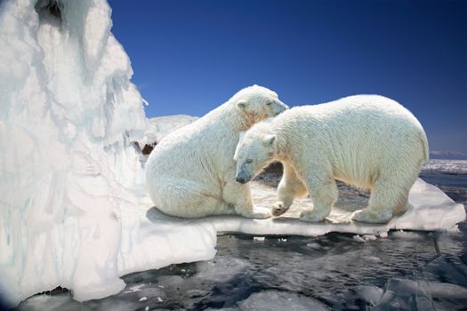 Two white polar bears on ice floes