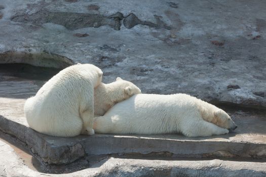 Three sleeping polar bears