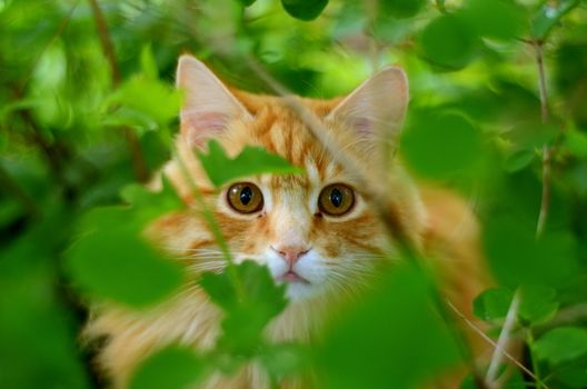 A Beautiful Ginger Cat Hiding In The Bushes