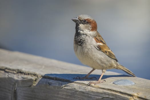 Went for a walk along the pier at the Tista river in Halden, Norway, the bird landed next to my side and I shot some really good pictures.