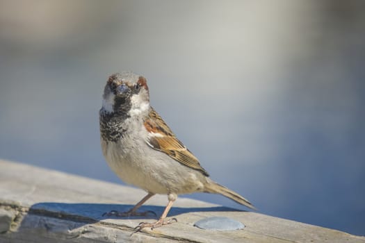 Went for a walk along the pier at the Tista river in Halden, Norway, the bird landed next to my side and I shot some really good pictures.