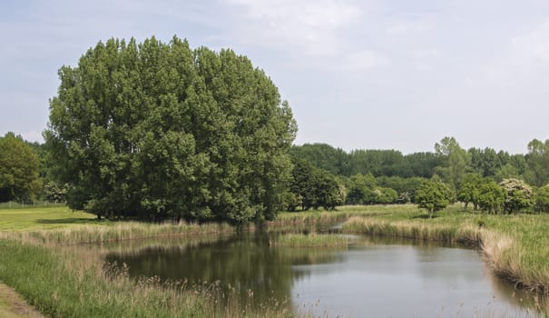 small lake in the nature park lelystad in Holland