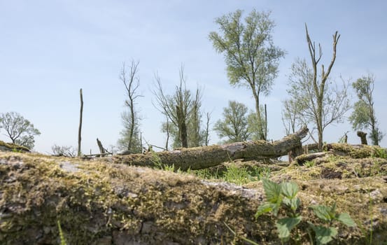 forest with dead and fallen trees after a storm