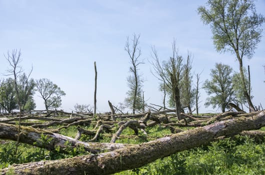 forest with dead and fallen trees after a storm