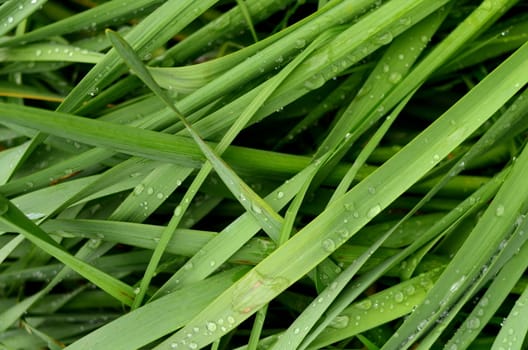 An Abstract Background Of Wet Summer Grass