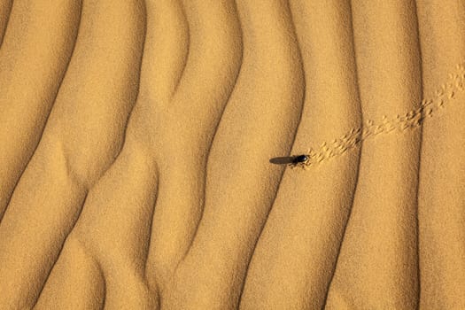 Scarab (Scarabaeus) beetle on desert sand dune