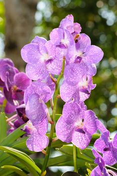 Forest orchid Thte scientific name :Vanda Emma van Deventer in rain forest, Thailand.