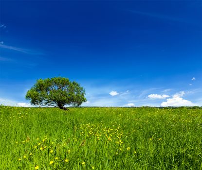 Spring summer background - blooming flowers green grass field meadow scenery lanscape under blue sky with single lonely tree