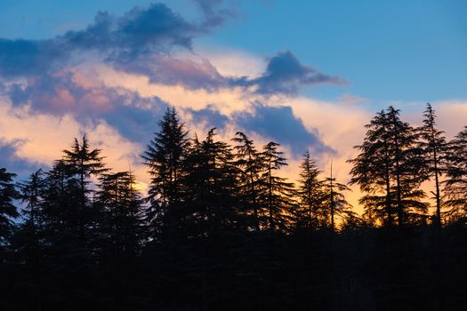 Silhouettes of trees on sunset in Himalayan mountains