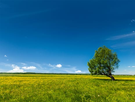 Spring summer background - blooming flowers green grass field meadow scenery lanscape under blue sky with single lonely tree