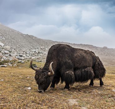 Yak grazing in Himalayas. Ladakh, India