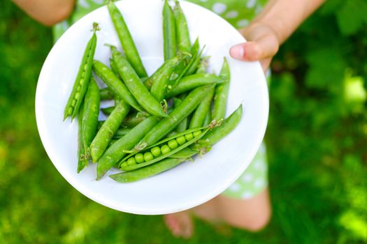 Young girl hand holding organic green natural healthy food produce green Peas in the plate