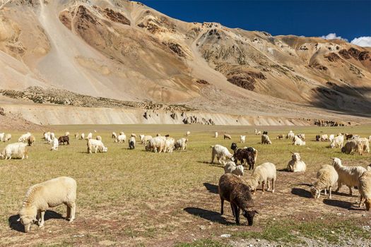 Herd of Pashmina sheep and goats grazing in Himalayas. Himachal Pradesh, India
