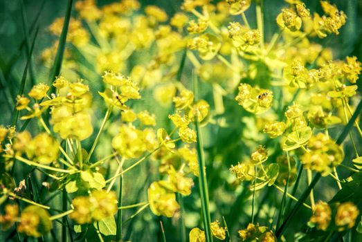 full-blown yellow flower and green branches, artwork in painting style