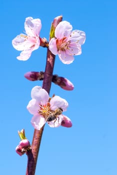 beautiful pink peach blossom on blue background, bee collects honey on a flower