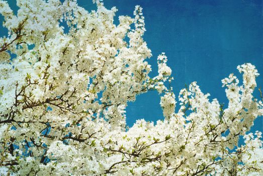 Vintage spring flowering tree on blue textured sky