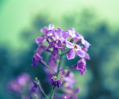 full-blown  flower and green branches, artwork in toned style