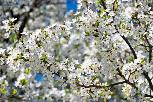 Spring blossom: branch of a blossoming apple tree on garden background