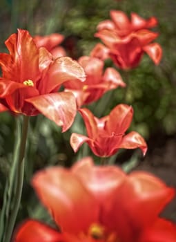 Red tulips, artwork in toned style