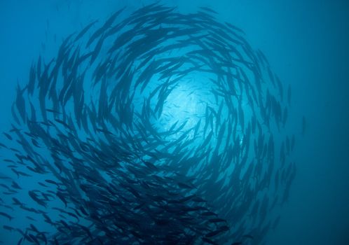 a school of barracuda circle above