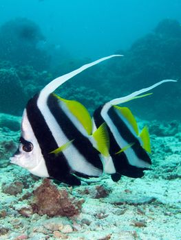 two banner fish swim by the camera