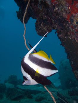 a lone longfin banner fish under a rock
