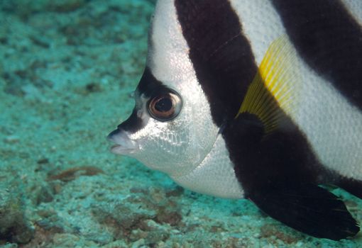 a close up shot of a longfin banner fish