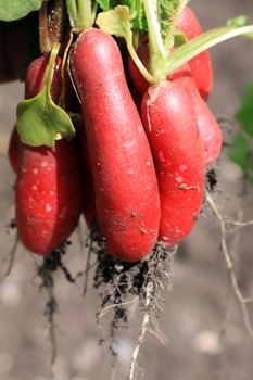 A freshly picked bunch of organically grown radish. Close up set on a portrait format.