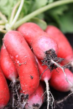 A freshly picked bunch of organically grown radish. Close up detail showing soil covered roots set on a portrait format.