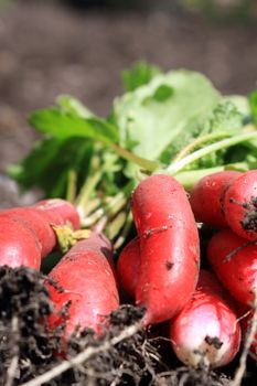 A freshly picked bunch of organically grown radish. Close up detail showing soil covered roots set on a portrait format.