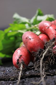 A freshly picked bunch of organically grown radish. Close up detail showing soil covered roots set on a portrait format.