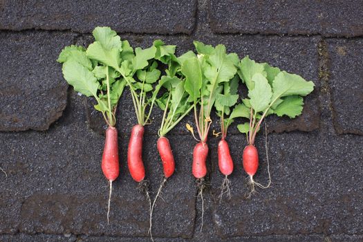 A row of six freshly picked and organically grown radish. Set in a row on a landscape format against a dark background.