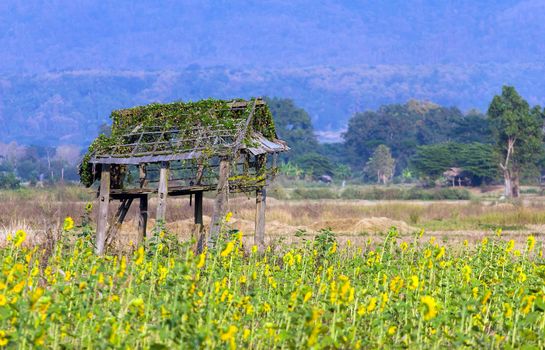 ruin hut with sunflower and mountain