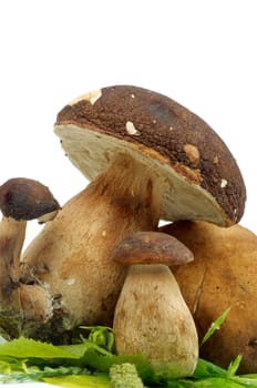 Porcini Mushroom and Boletus on Green Leafs isolated on white background