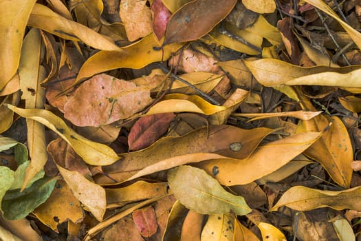 lots of dried leaves on the ground for background