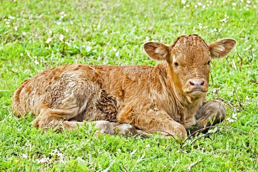 New born calf in the meadow in springtime