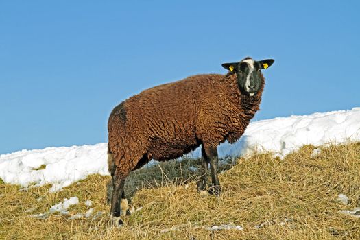 Black sheep on the dyke in the countryside from the Netherlands in winter