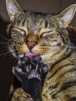 Male tabby cat cleaning his leg