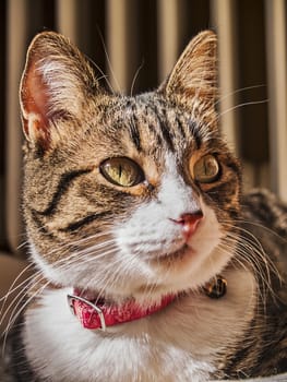 Portrait of a female cat with collar and rattle