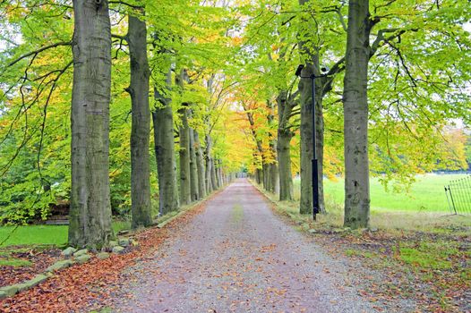 Fall in the countryside from the Netherlands
