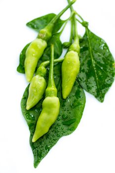 green guinea-pepper (bird-chilli) with leaf on white backgroud