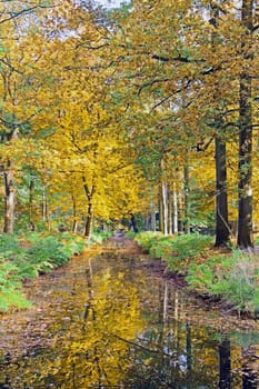 Fall in the countryside from the Netherlands