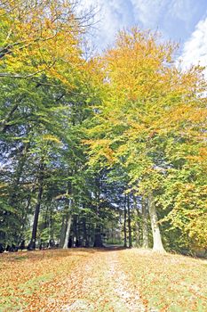 Fall in the Netherlands