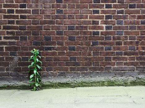 Brick wall and plant growing between the wall and the pavement