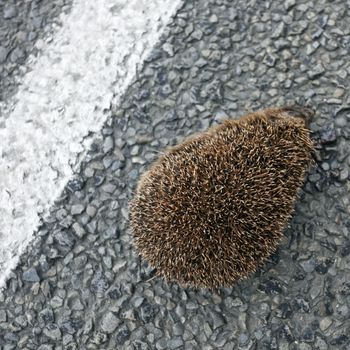 Hedgehog on the side of asphalt road