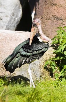 Marabou stork cleaning feathers in mornng sunshine with rocks in background